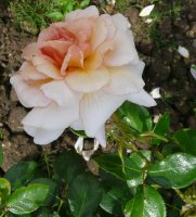 marjolaine2a