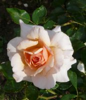 marjolaine3a
