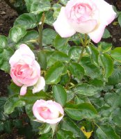 princesse-de-monaco2a