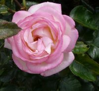 princesse-de-monacoa