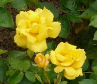 rose-de-limoux1a