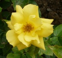 rose-de-limouxa