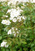 white-fleurette1a