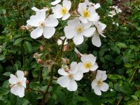 white-fleurettea