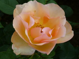 barbara-hendrickx-a