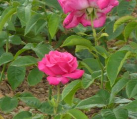 caprice-de-meilland-aa