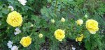 persian-yellow.jpg