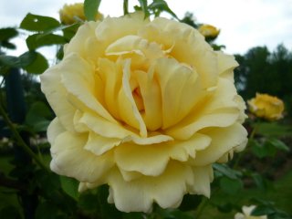 cyrano-de-bergerac-a