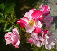 hugues-aufray-a