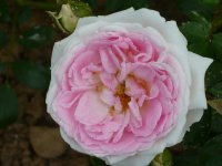 lovely-meilland1a