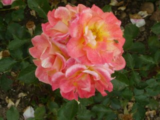 michel-serault-a