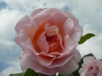 opaline-a