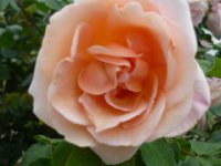 opaline1a