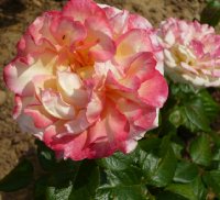 pierre-tchernia-a