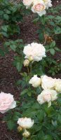 reflet-de-nacre-aa