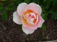 reflet-de-nacre1a