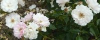 rose-de-beaune-a