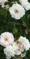 rose-de-beaune-aa
