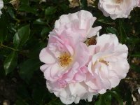 rose-de-beaune1-a