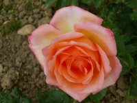 royal-romance-a