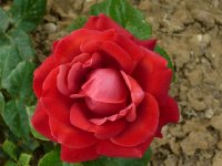 terracotta1a