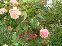 mme-leonie-viennot1a