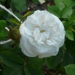 blanche-moreau-14-czerwiec-2008-029.jpg