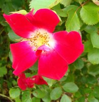 rouge-meillandecor-a