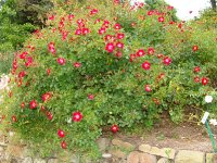 rouge-meillandecor2a