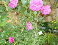 violette-parfumee-clg-a