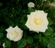 white-knight1a
