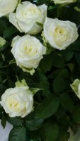 marousia