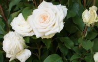 marvellous
