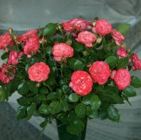 SONY DSC