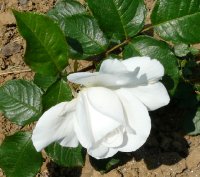 annapurna1a