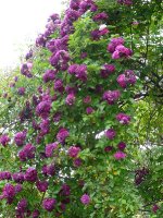 bleu-magenta2a