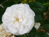 claudia-augustaa