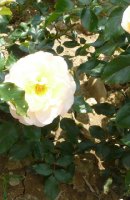 compostelle2a