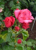 crepe-de-chine1a