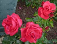 crepe-de-chine2a