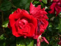 crimson-gla
