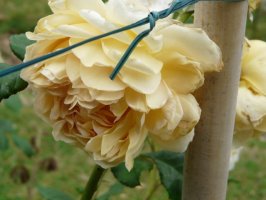 crown-princess-margareth