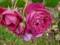 cybellea