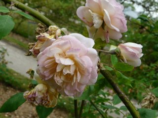 despres-a-fleurs-jaunes