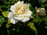 etoile-de-lyona