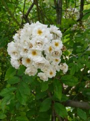euphrosinea
