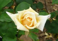 golden-ophelia-1a