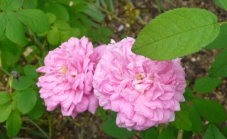 ispahan1a