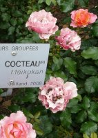 jean-cocteau-a