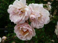 leontine-gervaise-a